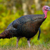 Wild Turkey ~ Photo courtesy of Wikipedia.org