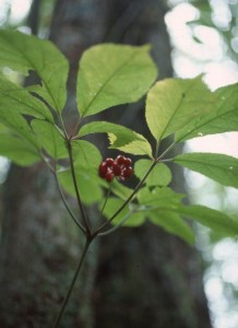 ginseng