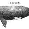 Right Whales Return to Georgia ~ Wrong Whales Don’t right whale