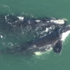 Right Whale Calf ~~ Photo Courtesy of GA's Department of Natural Resources