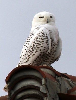 snowy-owl_