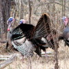 Turkey Quota Hunt Deadline Extended